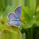 Mazarine Blue butterfly (Cyaniris semiargus)