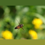 Horsefly (Hybomitra species) male hovering 1