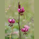 Martagon lily (Lillium martagon)