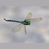Southern Hawker Dragonfly hovering