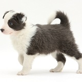 Blue-and-white Border Collie pup, walking