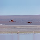 Andean Flamingos in flight