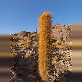 Pasacana Tree Cactus, Salar de Uyuni, Bolivia