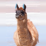 Llama with traditional brightly coloured woollen ear tags
