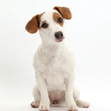 Jack Russell Terrier puppy sitting and looking quizzically