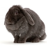 Blue grey lop rabbit