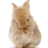 Baby Lionhead-cross rabbit washing a paw