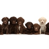 Eight Labradoodle puppies