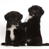 Playful black-and-white Mini American Shepherd puppies