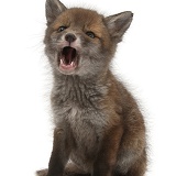 Red Fox cub with open mouth