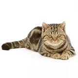 British Shorthair tabby-tortoiseshell cat lying