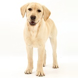 Yellow Labrador Retriever pup, 5 months old, standing