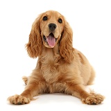 Golden Cocker Spaniel