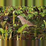 Crossbill female drinking from a pond