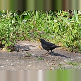 Blackbird with newt it has caught in a pond