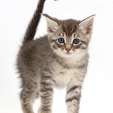 Silver tabby kitten walking