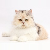 Cream-and-blue Persian cat