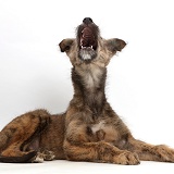 Brindle Lurcher dog puppy yawning at the sky