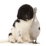 Newfoundland puppy with Indian Runner Duck