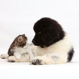 Kitten looking into the eyes of Newfoundland puppy