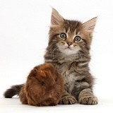 Tabby kitten with baby Guinea pig