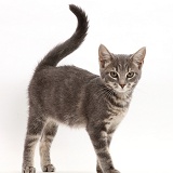 Grey tabby kitten walking with tail up