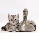Silver tabby kitten with Indian Runner duckling