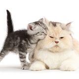 Silver tabby kitten rubbing against her Persian mother