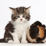 Tabby-and-white kitten with Guinea pig