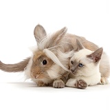Blue-point Birman-cross kitten with fluffy bunny