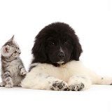 Silver tabby kitten with Newfoundland puppy