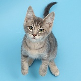 Blue tabby kitten on blue background