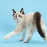 Ragdoll kitten, 10 weeks old, on blue background