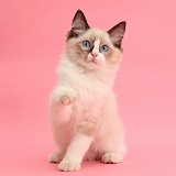 Ragdoll kitten, 10 weeks old, pointing a paw, pink background