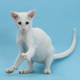 White Oriental kitten, with raised paw on blue background
