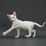 White Oriental kitten, walking on grey background