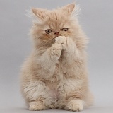 Persian kitten, sitting up with raised paws on grey background