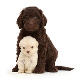 Chocolate and Golden Labradoodle puppies