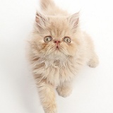 Persian kitten, sitting and looking up