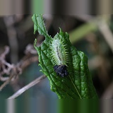 Tortoise Beetle larva