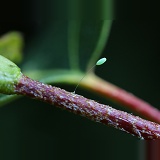 Green Lacewing egg on a birch twig