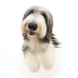 Bearded Collie lying with head up
