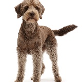 Labradoodle standing