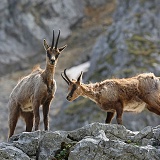 Abruzzo Chamois in spring moult on a rocky ledge