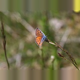 Purple Shot Copper butterfly
