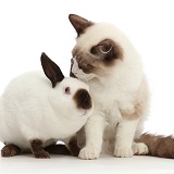 Ragdoll kitten and Sable point rabbit