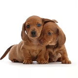 Two red Dachshund puppies