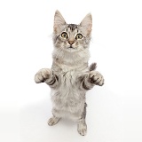 Mackerel Silver Tabby cat, standing up with raised paws