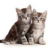 Silver tabby kittens