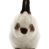 Sable-point rabbit, hanging head in shame